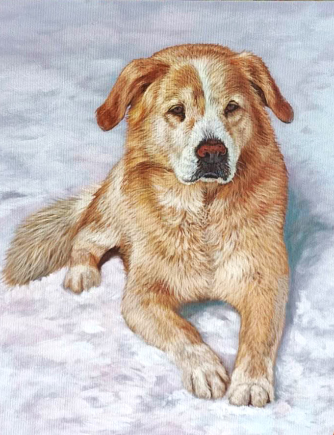 Portrait of a red dog